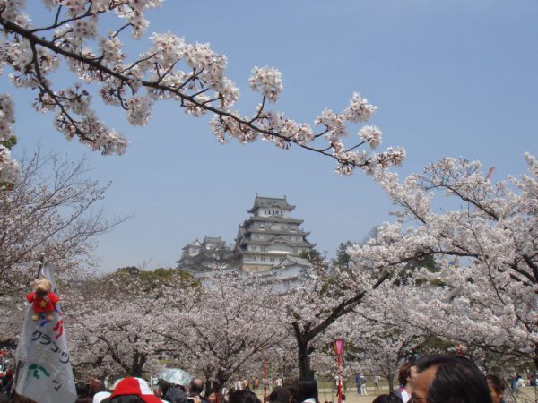 満開の桜を纏った姫路城の美景観