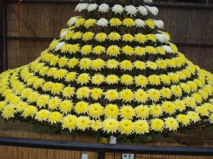 名護屋城の菊花展