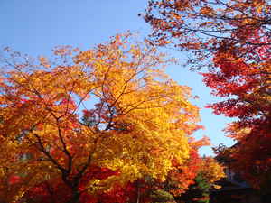 蓼科湖畔の青空に生える黄金色に輝く木々の葉