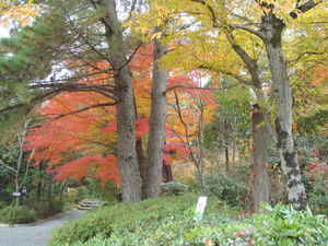 日本庭園の美景観