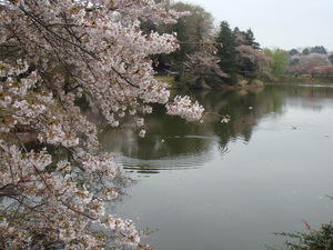 横浜三ツ池公園の桜