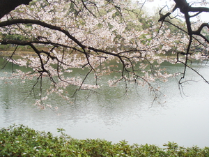 横浜三ツ池公園の桜