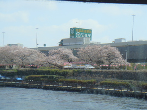 隅田川堤防の桜