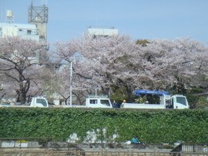 隅田川堤防の桜