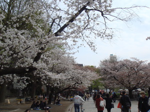 上野恩賜公園の桜